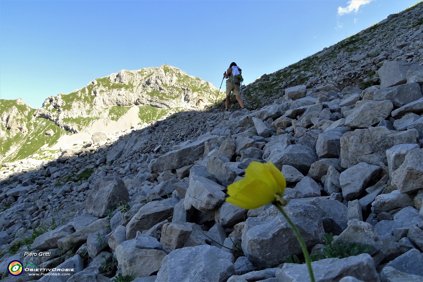 37 Nel Mandrone Papavero alpino (Papaver rhaeticum).JPG